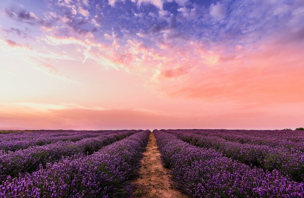 Pathway Lavender Flower Field Under Pink Sky