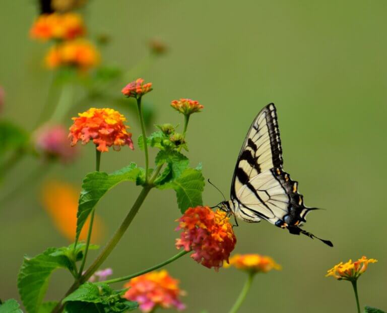White and Black Butterfly on Orange Marigold Flower with Blurred Green Background