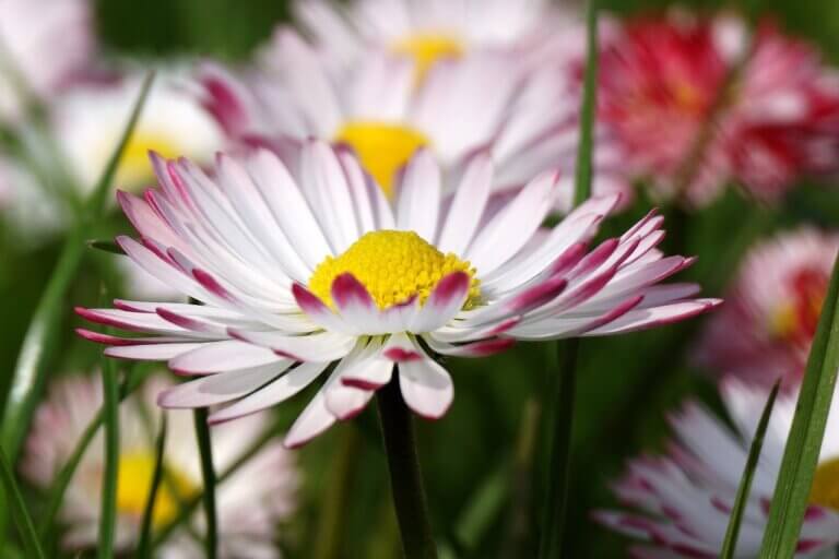 White daisies with purple edges, background blurred