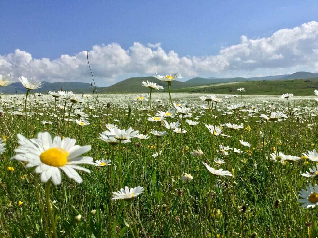 white daisy flowers on green grass field under blue sky with puffy clouds during daytime