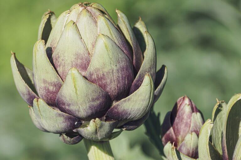 Close up of an artichoke, with blurred green background